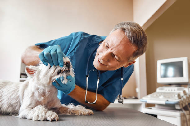 Best Emergency Dental Surgery in North Little Rock, AR